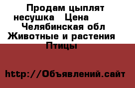 Продам цыплят несушка › Цена ­ 150 - Челябинская обл. Животные и растения » Птицы   